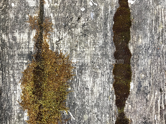 Growth and Decay