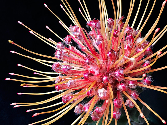 Protea