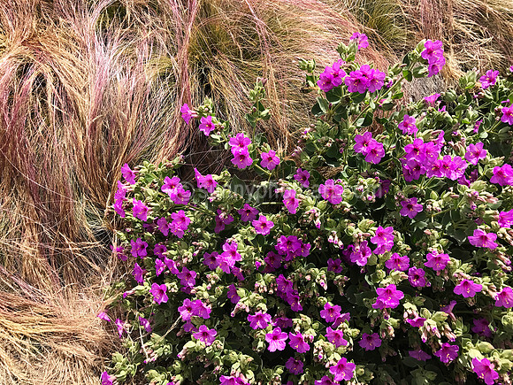 Gardenscape  No 5
