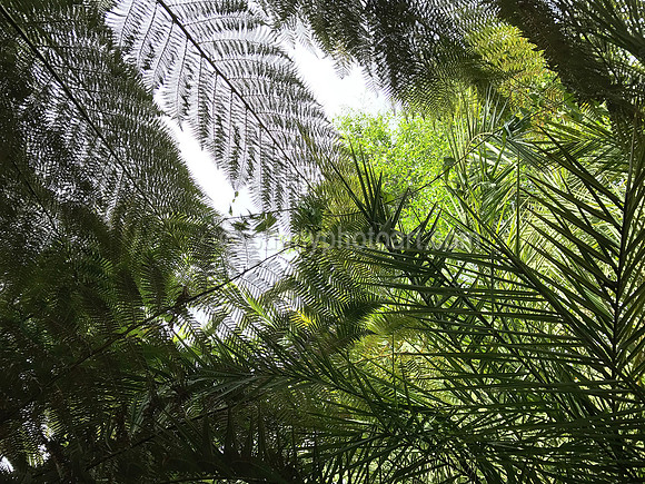 Botanical