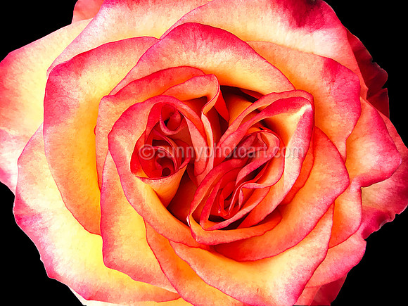 Rose