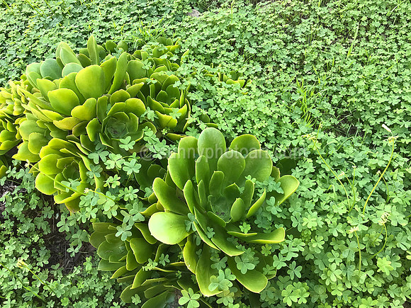 Greening UP