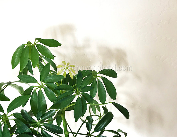 New Leaf