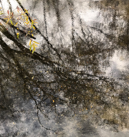 Autumn Stream