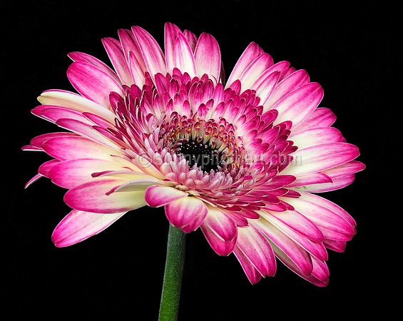 Gerbera Daisy