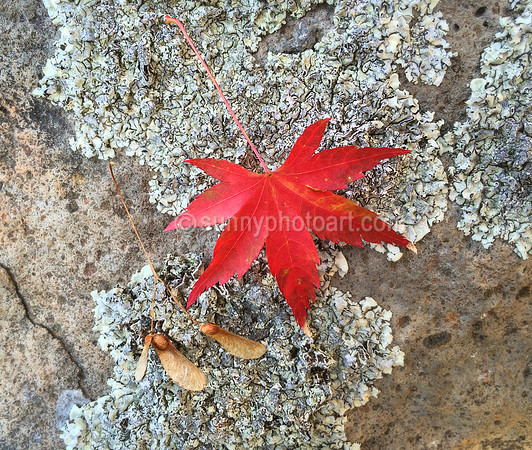 Autumnal  No 7