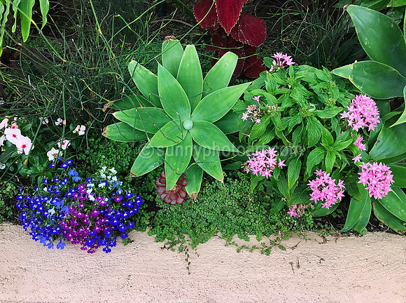 Garden Variety