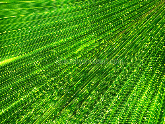 Fan Palm