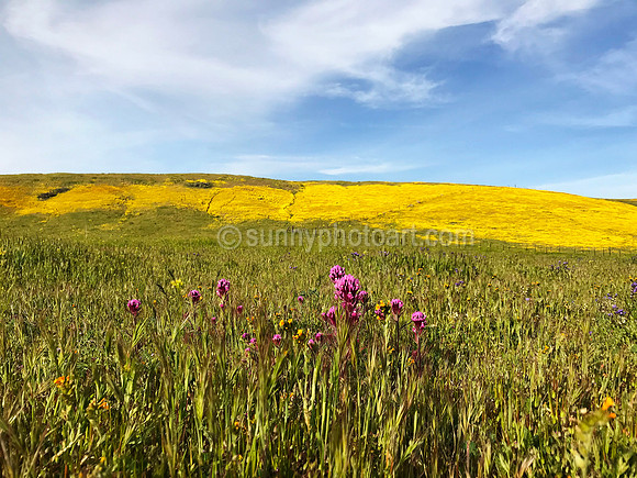 California Spring Hill