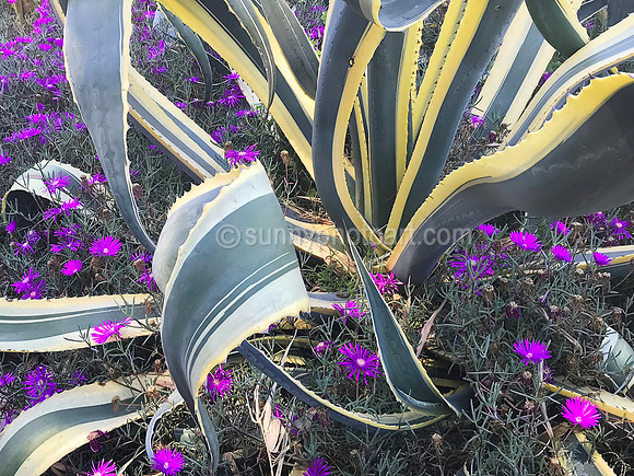 Succulent Garden  No 5