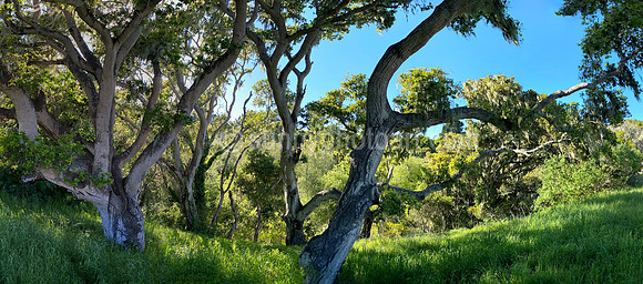 Oak Trees, Monterey, CA
