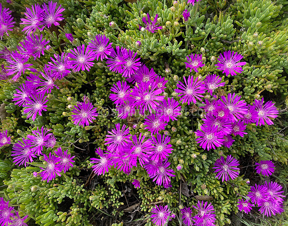 Ice Plant Bloom