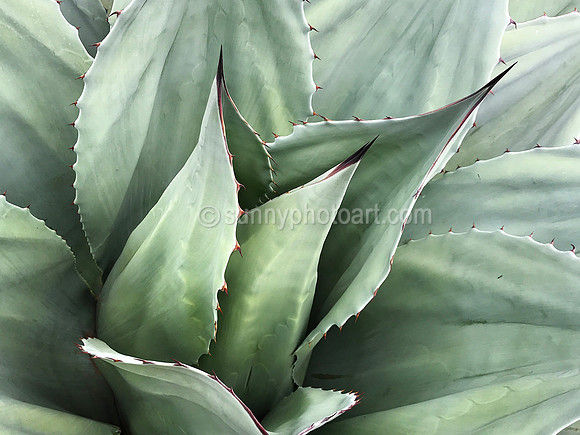 Agave  No 2