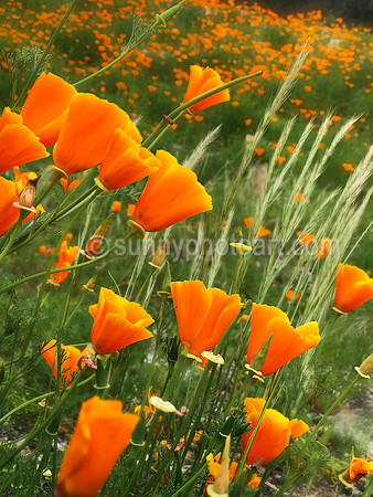 California Poppies  No 3