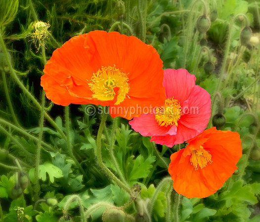 Iceland Poppies