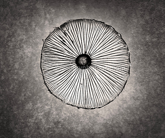 Portabella