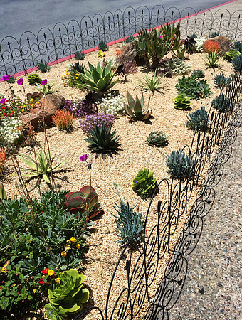 Succulent Sampler