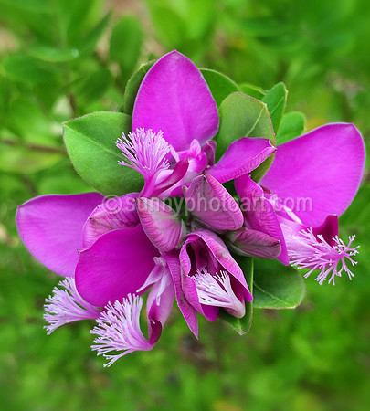 Polygala