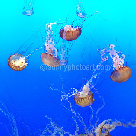 Sea Nettle Jellyfish, Monterey Bay Aquarium, Monterey, CA