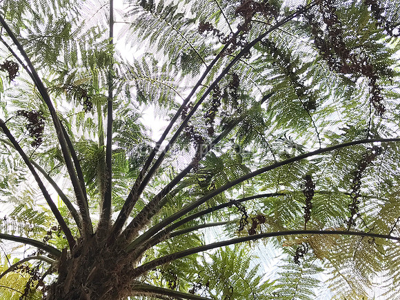 Tree Fern