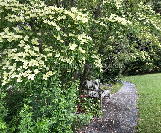 Under the Blossom