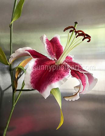Lily