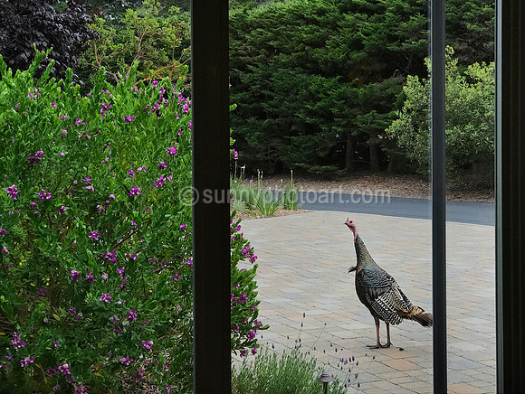Unexpected Guest