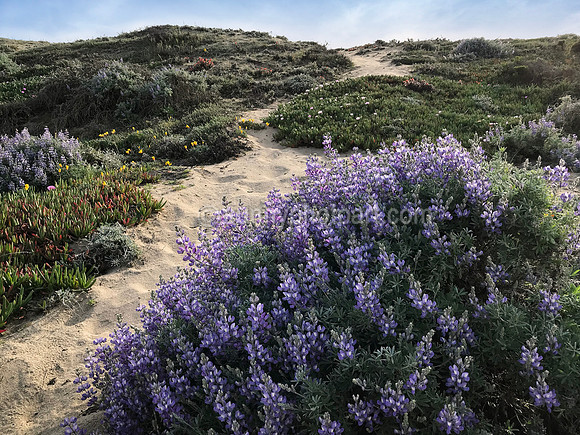 Wild Lupine, Marina, CA