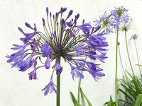 Lily of Nile No 1