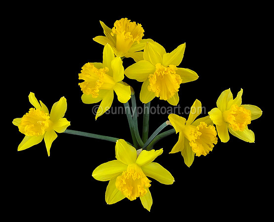 Seven Golden Daffodils