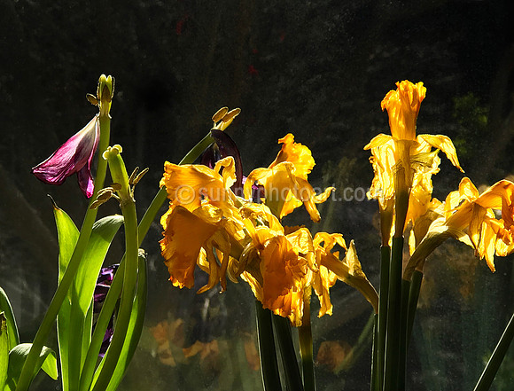 Late Spring Light