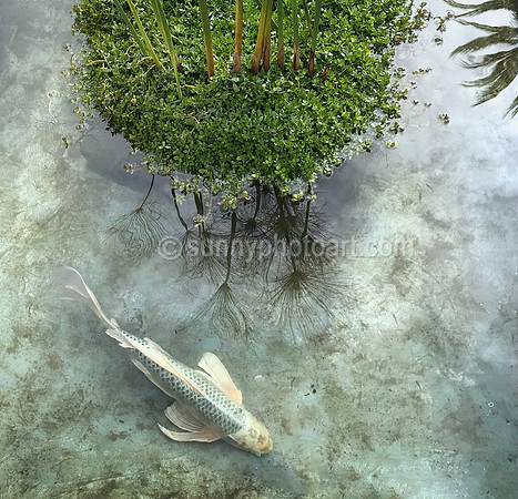 Pondscape