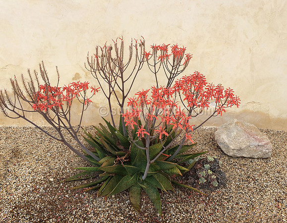 Aloe