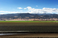 The Good Earth, Scene from the Car Window near Salinas, CA