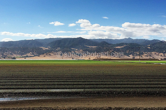 The Good Earth, Scene from the Car Window near Salinas, CA