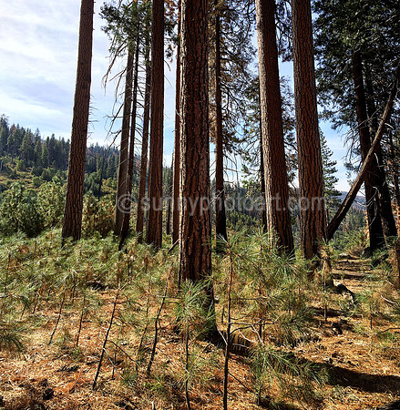 Forest Young and Old