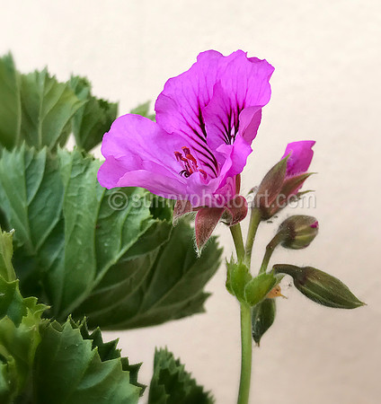 First Bloom