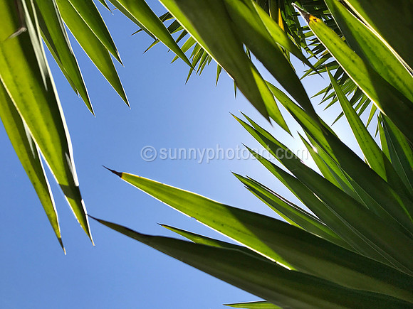 Palm  No 5
