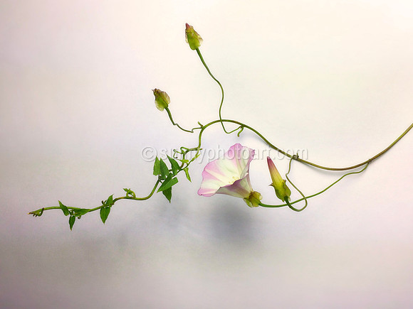 Wild Morning Glory