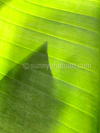 Leaves  No 11