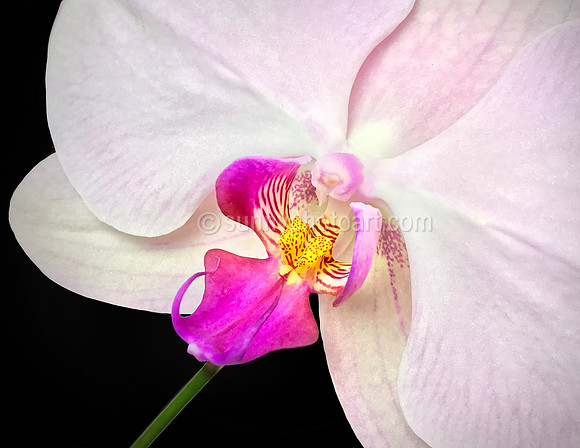 Phalaenopsis