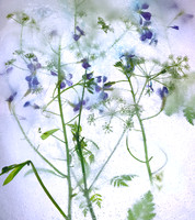 Floral Study No, 26