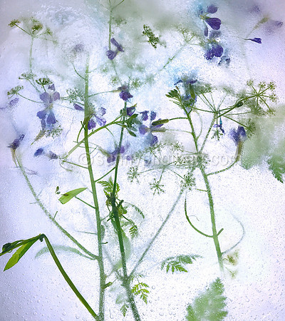 Floral Study No, 26