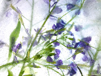 Floral Study  No. 27