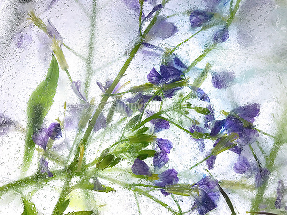 Floral Study  No. 27