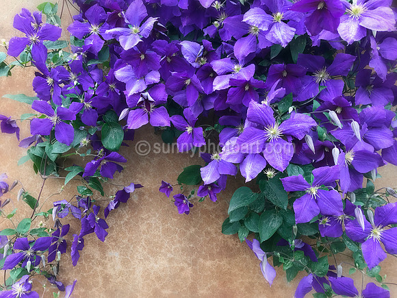 Purple Clematis