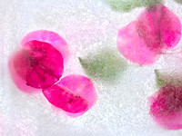 Floral Study No. 28