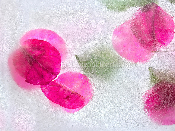 Floral Study No. 28