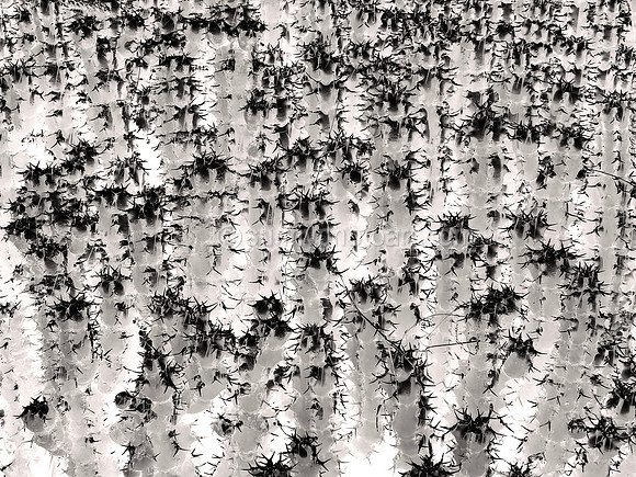 Cacti City