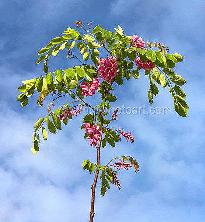 Scent of Acacia